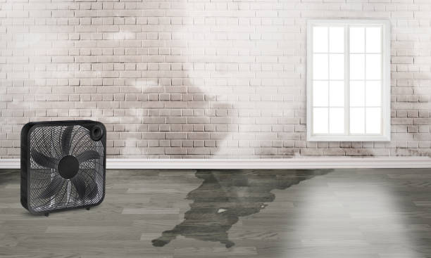 Best Water damage restoration process  in Paisley, FL