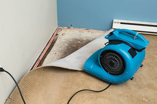 Best Sewage cleanup and water damage restoration  in Paisley, FL